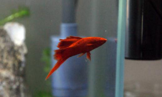 紅箭魚的品種介紹-紅箭魚怎么樣？