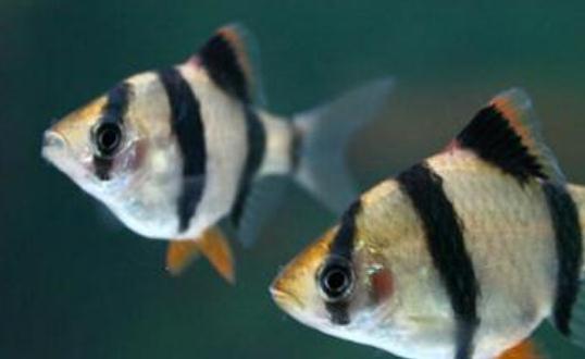 虎皮魚的魚缸怎么擺放？虎皮魚的風水學應(yīng)用