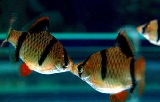 虎皮魚的品種介紹-養(yǎng)虎皮魚好嗎？