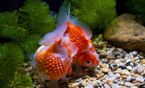 金魚的家居風(fēng)水應(yīng)用有哪些？