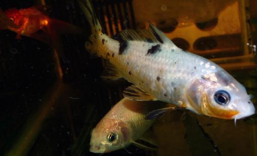錦鯉魚的基本介紹-錦鯉魚如何養(yǎng)護(hù)？