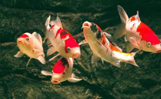 錦鯉魚的風(fēng)水學(xué)應(yīng)用有哪些？