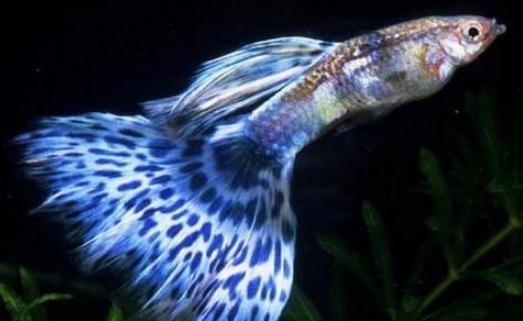 孔雀魚的風(fēng)水學(xué)應(yīng)用-孔雀魚的魚缸擺放位置