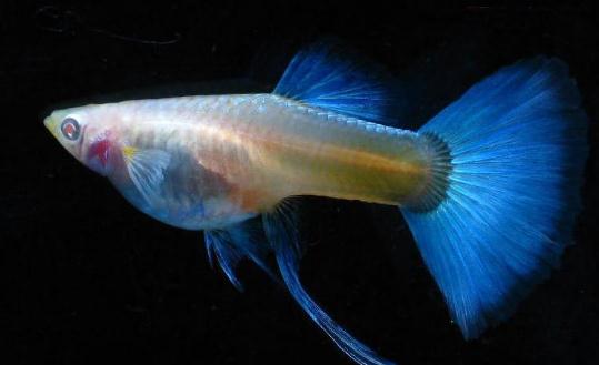 孔雀魚的品種介紹-孔雀魚怎么樣？