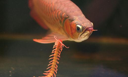 龍魚如何養(yǎng)護(hù)？龍魚是什么？
