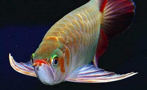 龍魚的風水學應用有哪些？