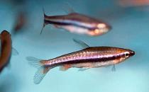 鉛筆魚的品種介紹-鉛筆魚是怎樣的？