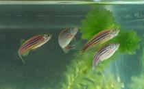 斑馬魚的品種介紹-斑馬魚怎么樣？