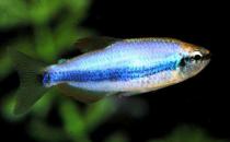燈魚的風(fēng)水學(xué)應(yīng)用-燈魚的魚缸擺放位置