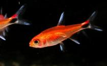 燈魚的品種介紹-燈魚怎么樣？