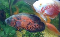 地圖魚有哪些品種？地圖魚怎么樣？