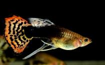 鳳尾魚(yú)有哪些風(fēng)水學(xué)應(yīng)用？鳳尾魚(yú)的魚(yú)缸如何擺放？
