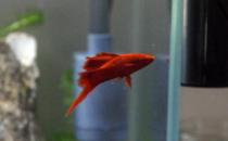 紅箭魚的品種介紹-紅箭魚怎么樣？