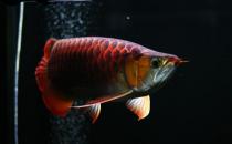 紅龍魚的如何養(yǎng)護(hù)？養(yǎng)紅龍魚好嗎？