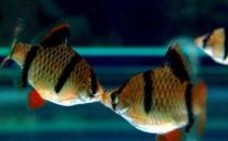 虎皮魚的品種介紹-養(yǎng)虎皮魚好嗎？