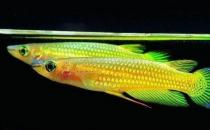 鳉魚的品種介紹-鳉魚怎么樣？