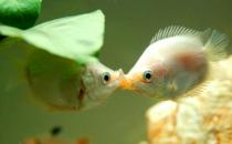 接吻魚怎么樣？接吻魚是什么？