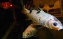 錦鯉魚(yú)的基本介紹-錦鯉魚(yú)如何養(yǎng)護(hù)？
