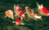 錦鯉魚的風(fēng)水學(xué)應(yīng)用有哪些？
