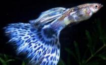 孔雀魚的風(fēng)水學(xué)應(yīng)用-孔雀魚的魚缸擺放位置