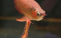龍魚如何養(yǎng)護？龍魚是什么？