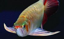 龍魚的風(fēng)水學(xué)應(yīng)用有哪些？