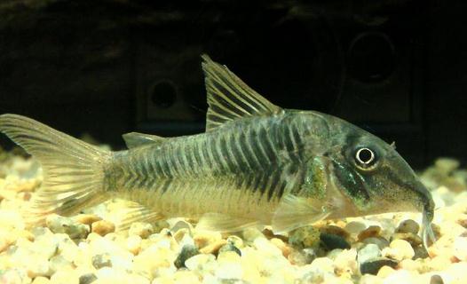 鼠魚的風(fēng)水學(xué)應(yīng)用-鼠魚的魚缸擺放位置