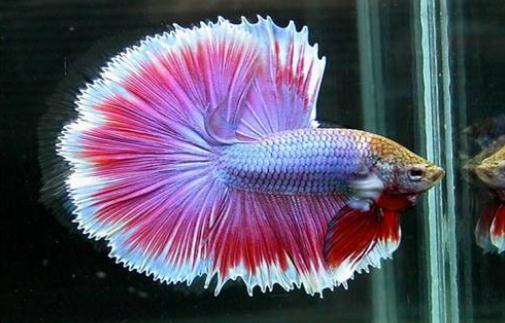 泰國(guó)斗魚(yú)的價(jià)格-泰國(guó)斗魚(yú)怎么養(yǎng)？