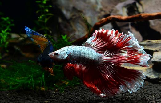 泰國(guó)斗魚怎么樣？泰國(guó)斗魚的品種介紹