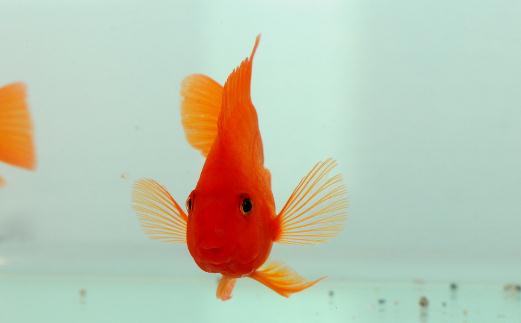 血鸚鵡的風(fēng)水學(xué)應(yīng)用有哪些？