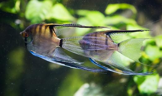 燕魚的品種介紹-燕魚怎么樣？