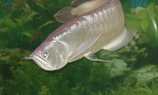 銀龍魚的魚缸擺放位置-銀龍魚的風(fēng)水學(xué)應(yīng)用