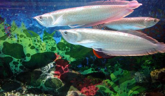 銀龍魚怎么樣？銀龍魚有哪些品種？