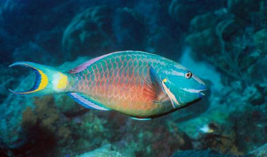 鸚哥魚的風(fēng)水學(xué)應(yīng)用-鸚哥魚魚缸怎么擺放？