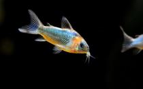 鼠魚怎么樣？鼠魚的品種介紹