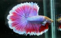 泰國(guó)斗魚(yú)的價(jià)格-泰國(guó)斗魚(yú)怎么養(yǎng)？
