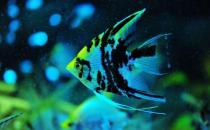 燕魚的風水學(xué)應(yīng)用-燕魚的魚缸擺放位置