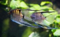 燕魚(yú)的品種介紹-燕魚(yú)怎么樣？