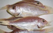 什么是冰鮮食品？如何區(qū)分冰鮮魚和冰凍魚？