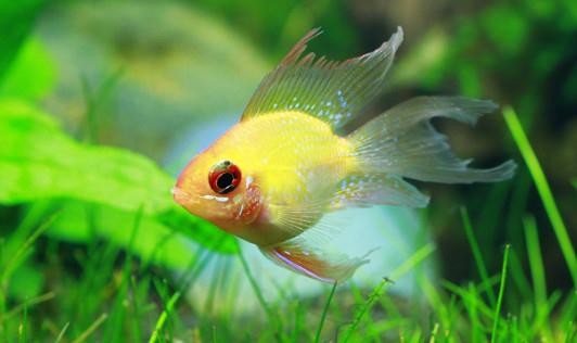 寶蓮燈魚是怎樣的？寶蓮燈魚怎么養(yǎng)？