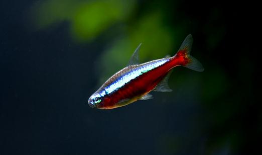 寶蓮燈魚的飼養(yǎng)環(huán)境-寶蓮燈魚如何繁殖？