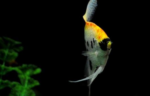 玻璃神仙魚(yú)怎么養(yǎng)？玻璃神仙魚(yú)的飼養(yǎng)環(huán)境