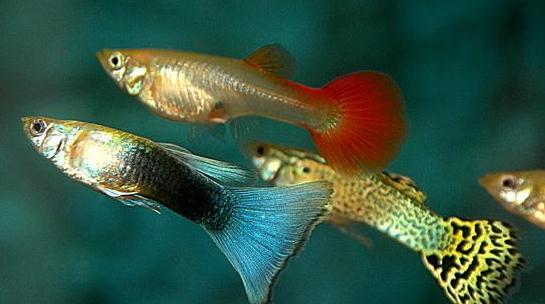孔雀魚是什么？孔雀魚怎么養(yǎng)？