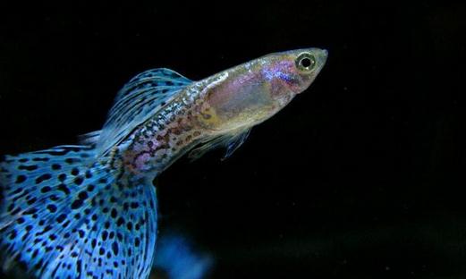 孔雀魚的飼養(yǎng)環(huán)境-孔雀魚如何飼養(yǎng)？