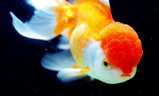 彩色球形珍珠金魚怎么養(yǎng)？彩色球形珍珠金魚換水