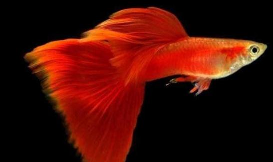 草尾孔雀魚(yú)怎么養(yǎng)？草尾孔雀魚(yú)的成長(zhǎng)繁殖