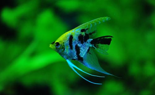 大神仙魚的飼養(yǎng)環(huán)境-大神仙魚如何繁殖？