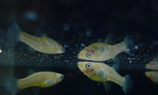 大眼燈鳉如何繁殖？大眼燈鳉的飼養(yǎng)環(huán)境