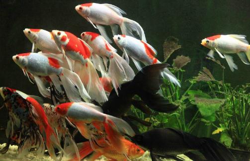 丹頂錦鯉的飼養(yǎng)環(huán)境要怎樣才好？