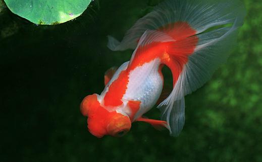 蝶尾金魚是什么？蝶尾金魚多少錢能買到？